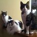 Profile Picture of Tammy Peterburs (@rtpburs) on Pinterest