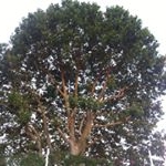 Profile Picture of Les Amis 💦😋 = Le Bonheur 🌸💚 (@marc.12.miro) on Instagram