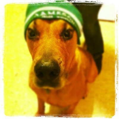 Profile Picture of Dave Pharo (@PharoDave) on Twitter