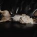 Profile Picture of Bruiser Chancey (@bruiser.chancey) on Facebook