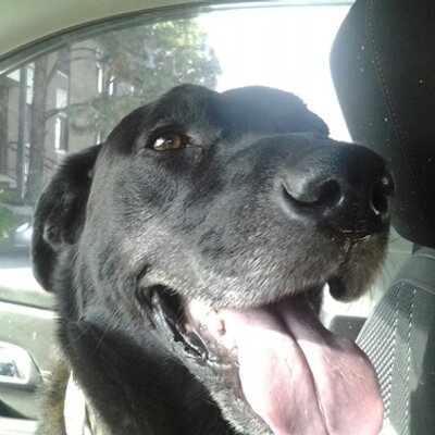 Profile Picture of Tom (@Nuttle) on Twitter