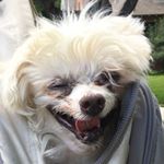 Profile Picture of Thomas Pickles (@tom.loves.mom) on Instagram