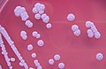 Profile Picture of Burkholderia pseudomalleion Wikipedia