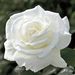Profile Picture of sharrie steele (@sharrie1966) on Pinterest