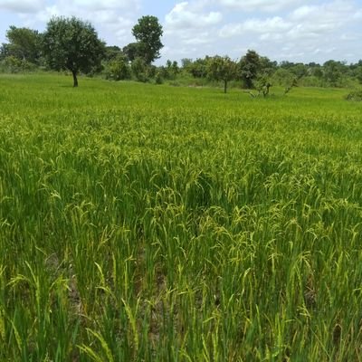 Profile Picture of Agee Samuel (@AgeeSamuel2) on Twitter