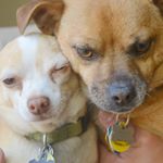 Profile Picture of 2 pups loving life in CA🐶 (@dexterandeddie) on Instagram