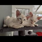 Profile Picture of Allison Muffett (@allisonmuffett) on Instagram