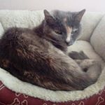 Profile Picture of Taylor Yapp (@pooperdooper7789) on Instagram