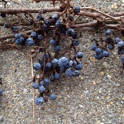 Profile Picture of Mark Vassar (@@VassarMark) on Twitter