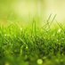 Grass - Twitter Profile Picture of Grass (@Andrew33032519) on Twitter
