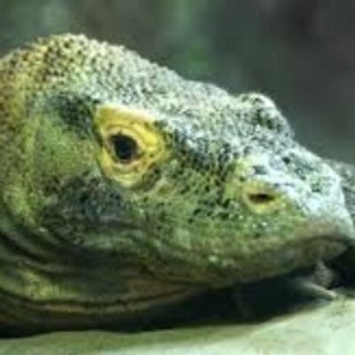 Profile Picture of Natalie Maguire (@WindbreakerRay) on Twitter