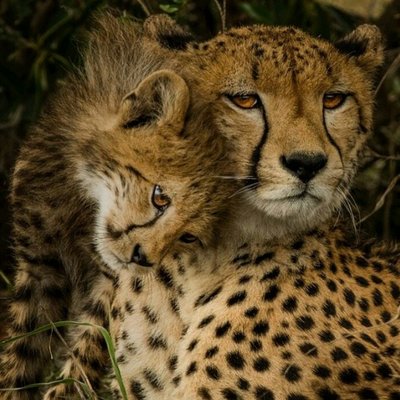 Profile Picture of Ilma Elisa Verdugo Viguera (@IlmaElisa) on Twitter