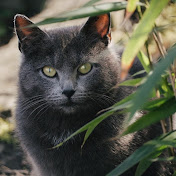 Profile Picture of Nathan Richardson (@NathanRichardson-y5u) on Youtube