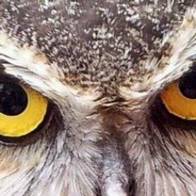 Profile Picture of Naomi B Corey     🌊 🌊 🌊 (@bodyslammed) on Twitter
