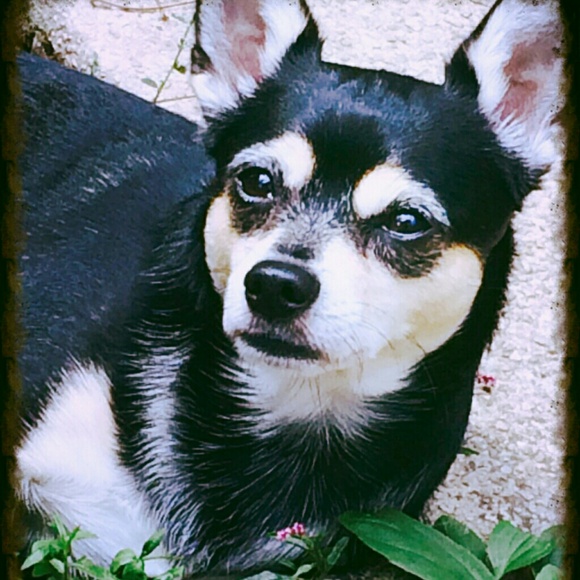 Profile Picture of Crystal Bacon (@crystalangel41) on Poshmark