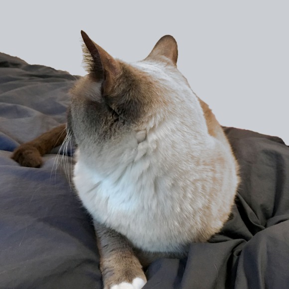 Profile Picture of Yi Liu (@mrspancakes) on Poshmark