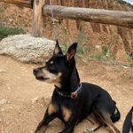 Profile Picture of Sylvia Hartog- Meisser (@suskethebigdog) on Instagram