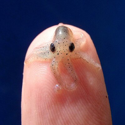 Profile Picture of Abbe Smith (@KidBilbo) on Twitter