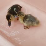 Profile Picture of Jacki Criollo (@Jacki-Criollo) on Facebook