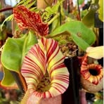 Profile Picture of Lily Garden (@Lily-Garden) on Facebook