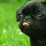 Profile Picture of jesse beattie (@___aussieboy737___) on Instagram