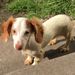 Profile Picture of Judy Spain (@doxiemom61) on Pinterest