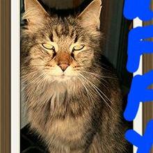 Profile Picture of Terry Jacobson (@catsrule36) on Twitter