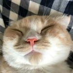 Profile Picture of 招代理 🍒 淘寶代購✨網紅雪花酥❤羽萱小鋪 ♡ (@yuxuanstore_) on Instagram