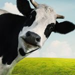 Profile Picture of jimmy clapper (@cow.stealer) on Instagram