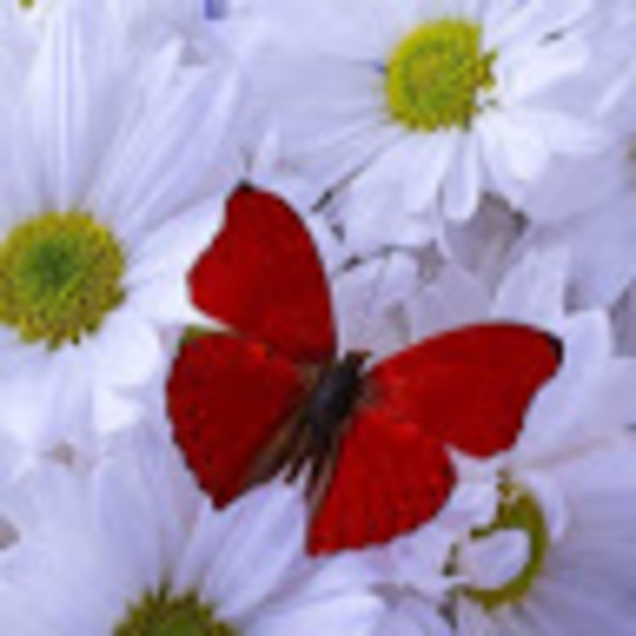 Profile Picture of Sarah Beachey (@sarahbeachey42) on Poshmark