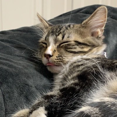 Profile Picture of James Badillo (@knvegeta) on Twitter