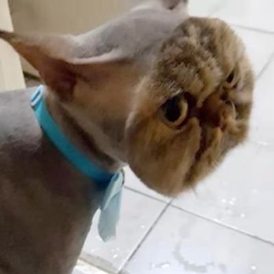 Profile Picture of Jeremy VILLEGAS (@JeremyV99835198) on Twitter