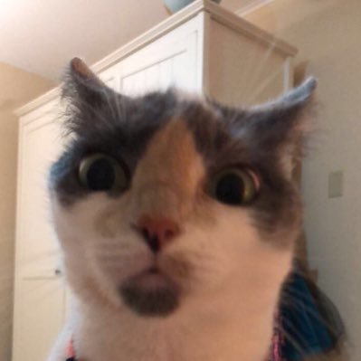 Profile Picture of Lara Curtis (@_laracurtis) on Twitter