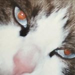 Profile Picture of Roberto Figaroli (@dylandog046333) on Instagram