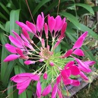 Profile Picture of Lucy Burr (@lucy-burr-1) on Quora