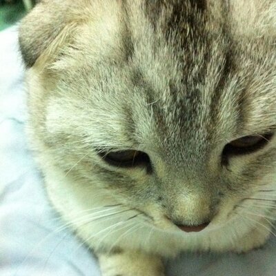 Profile Picture of Feng'xiao'hui冯晓慧 (@XiaohuiF) on Twitter
