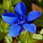 Profile Picture of Sinéad Keane (@burren_botanist) on Instagram
