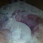 Profile Picture of ginger (@ginger_dougherty_woof) on Instagram