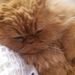 Profile Picture of Sue Travers (@suetravers1965) on Pinterest