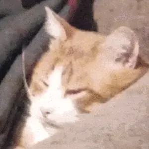 Profile Picture of Świstak (@swistak__) on Tiktok