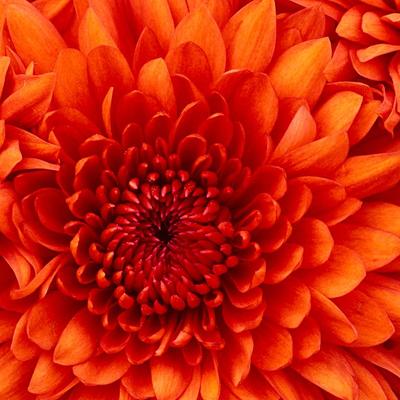 Profile Picture of Alice Araujo (@alicearaujo2014) on Twitter