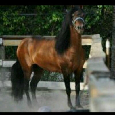 Profile Picture of Cesar Santisteban (@_alexander0793) on Twitter