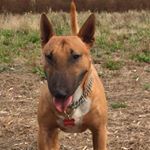 Profile Picture of Silvia Checchi (@terriersmiska) on Instagram