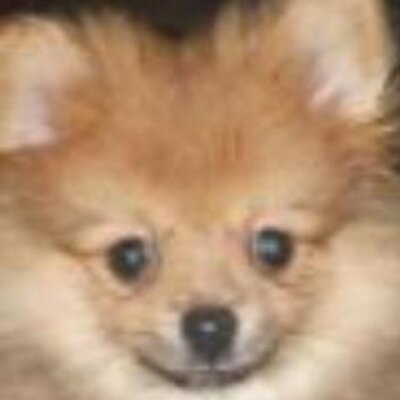 Profile Picture of Dan Bates (@dan_kelli) on Twitter