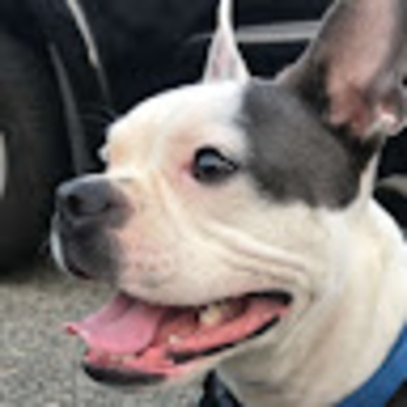 Profile Picture of Carley Tamburro (@carleyatamburro) on Poshmark