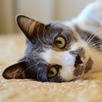 Profile Picture of Prince Buddy Alexander Von Cat (@princebuddyvoncat) on Instagram