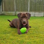 Profile Picture of Joey Mullen (@mullen6838) on Instagram