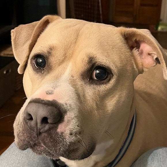 Profile Picture of Lily Dvorsky (@liliandvorsky) on Poshmark