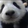 Profile Picture of patty liu (@pattysaurus) on Pinterest