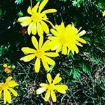 consuelo  bravo bernales - Instagram Profile Picture of consuelo  bravo bernales (@consuelobravobernales) on Instagram